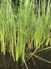 Form
