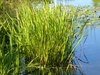 Growing in water