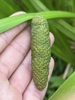 spadix