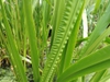 Acorus calamus