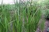 Form
