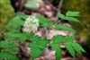 Actaea pachypoda leaves and flower