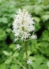 A. rubra flower