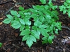 Green compound leaves