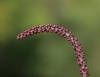 Redd berries on a stem