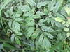 Green compound leaves