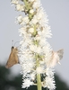 White flowers in a raceme of A. simplex