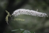 White flowers in a cluster