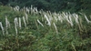 Actaea spp.