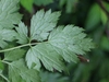 Compound leaf with 3 leaflets