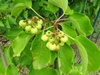 Leafy branch with immature green berries