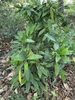 Acuba Japonica 'Dwarf Green'