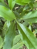 Acuba Japonica 'Dwarf Green'