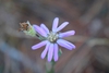 Flower and fruit forming