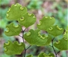 Close-up of immature reniform sori on underside of frond