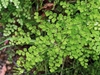 Delicate maidenhair fern foliage
