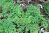 Delicate maidenhair fern foliage