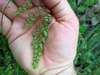 Hand cradling maidenhair fern frond