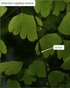 Fern frond with stipe indicated by a label and arrow.