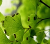 Close-up of underside margin of leaflet showing sori.