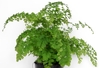 Form in a pot
