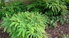Adiantum pedatum, fronds