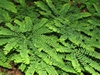 Adiantum pedatum, multiple