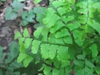 Adiantum pedatum