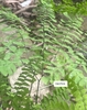 Fern frond with stipe indicated by a label and arrow.
