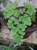 Adiantum raddianum