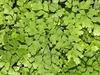 Green leaves on stems