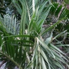 Palm leaves