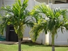 Group of solitary palm with recurved & arching pinnate leaves.