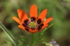 Adonis aestivalis flower