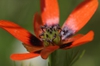 Adonis aestivalis flower