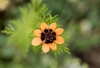 Adonis aestivalis flower and leaves