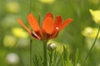 Adonis aestivalis buds and outside of flower