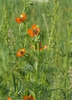 Adonis spp. (Adonis aestivalis) form