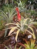 Form in a pot with a reddish bloom