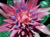 Pink, cone-like inflorescence & blue flower buds