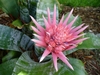 Silver-banded foliage and a cone-like pink inflorescence.