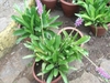 A. gamosepala growing in pots