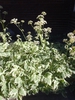 Aegopodium podograria