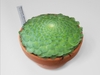 A. tabuliforme- form in a pot