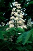 Aesculus hippocastanum flowers, multiple