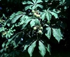 Aesculus hippocastanum leaves