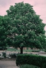 Aesculus hippocastanum full