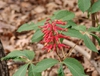 Aesculus pavia
