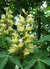 Inflorescence