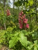 Panicle of showy red flowers & palmately compound leaves.